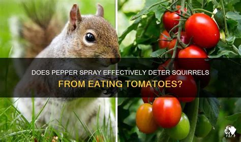 Does Pepper Spray Work on Animals? And Why Do Squirrels Always Seem Unimpressed?