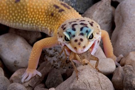 How Much Should I Feed My Leopard Gecko: And Why Do They Dream of Electric Crickets?