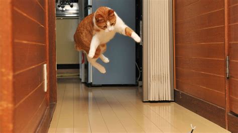 How to Remove Glue from Glass: Why Do Cats Always Land on Their Feet?