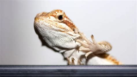 How to Stop My Bearded Dragon from Glass Surfing: And Why They Might Be Secretly Plotting World Domination