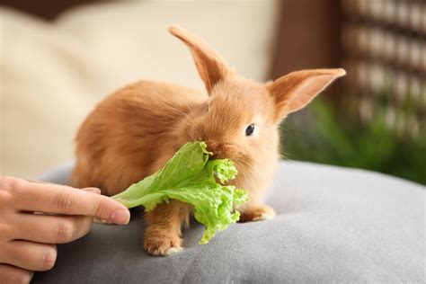 What Can I Feed Baby Rabbits: Exploring the Culinary World of Young Bunnies