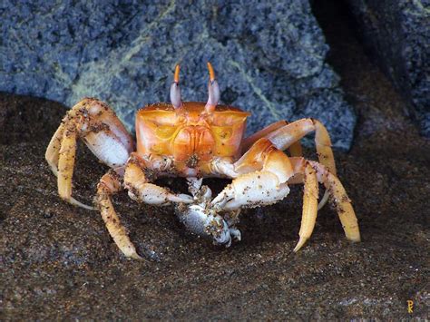 What do stone crabs eat, and how does their diet influence marine ecosystems?