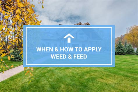 When to Apply Weed and Feed in Wisconsin: A Guide to Lawn Care and the Mysteries of Gardening