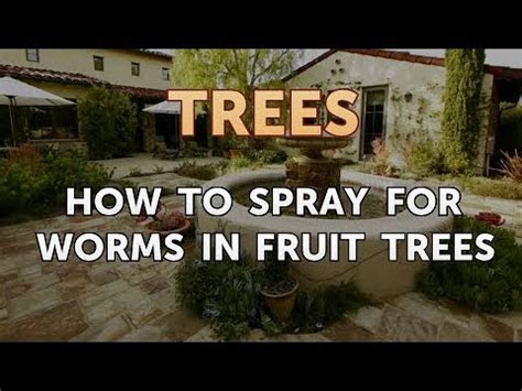 When to Spray Cherry Trees for Worms: A Journey Through Time and Space